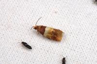 Epinotia festivana