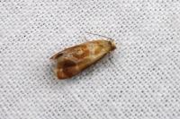 Gynnidomorpha rubricana
