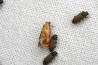 Gynnidomorpha rubricana