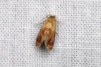 Gynnidomorpha rubricana