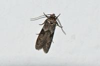 Blastobasis glandulella