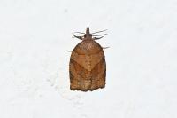 Pandemis dumetana