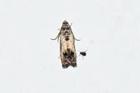 Pammene fasciana
