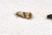 Phalonidia contractana