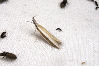 Pleurota aristella