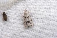 Symmoca signatella