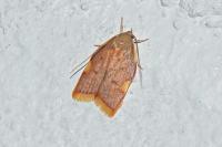 Carcina quercana