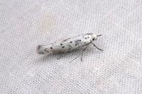 Yponomeuta irrorella