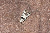 Pseudotelphusa scalella