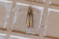 Pleurota aristella