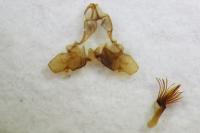 Falseuncaria ruficiliana