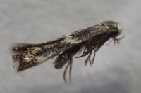Elachista stabilella