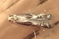 Blastodacna hellerella