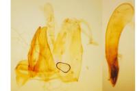 Blastodacna hellerella