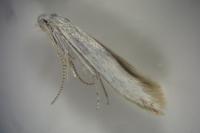 Coleophora ibipennella
