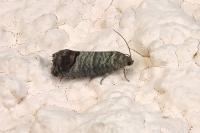 Cydia pomonella