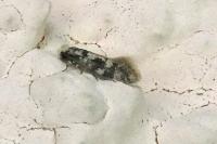 Infurcitinea