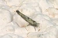 Zelleria oleastrella