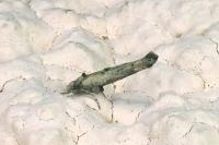 Zelleria oleastrella