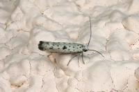 Yponomeuta plumbella