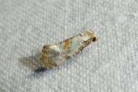 Neocochylis molliculana