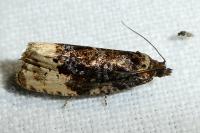 Hedya ochroleucana