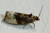 Hedya nubiferana