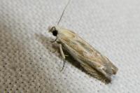 Eucosma albidulana