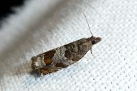 Ancylis achatana