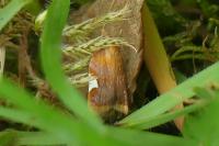 Acleris holmiana