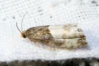 Notocelia cynosbatella