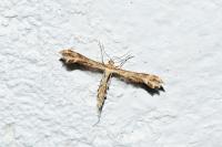 Oxyptilus