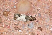 Spilonota ocellana