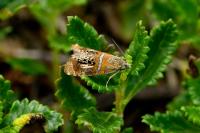 Olethreutes arcuella