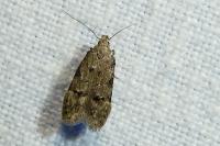 Teleiodes vulgella