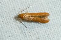 Haplochrois ochraceella