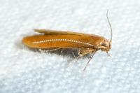 Haplochrois ochraceella