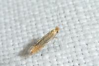 Phyllonorycter messaniella