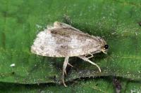 Pseudosciaphila branderiana