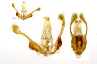 Pseudosciaphila branderiana