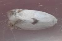 Pseudopostega auritella