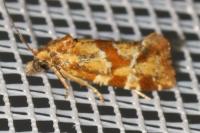 Aethes hartmanniana