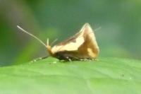 Harpella forficella