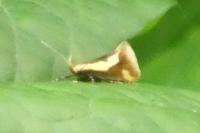 Harpella forficella