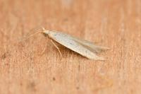 Coleophora flavipennella