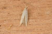 Coleophora flavipennella
