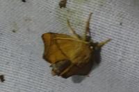 Apoda limacodes