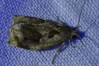 Archips crataegana