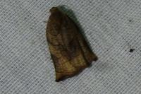 Archips podana