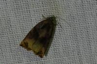 Archips podana